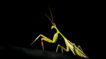 <p> Praying mantis. I guess. </p>